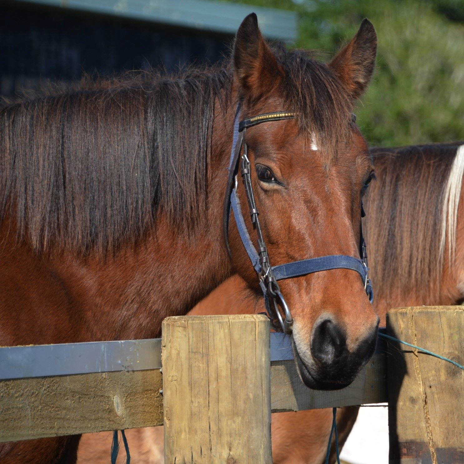 Contribute to the Coaching Scholarships Fund and support riders to become more independent